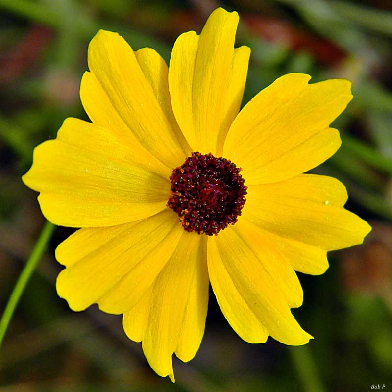 Native Florida Flowers For Your Garden