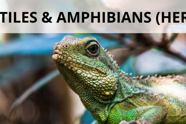 10 INTERESTING FACTS ABOUT FLORIDA ANIMALS visual data 7