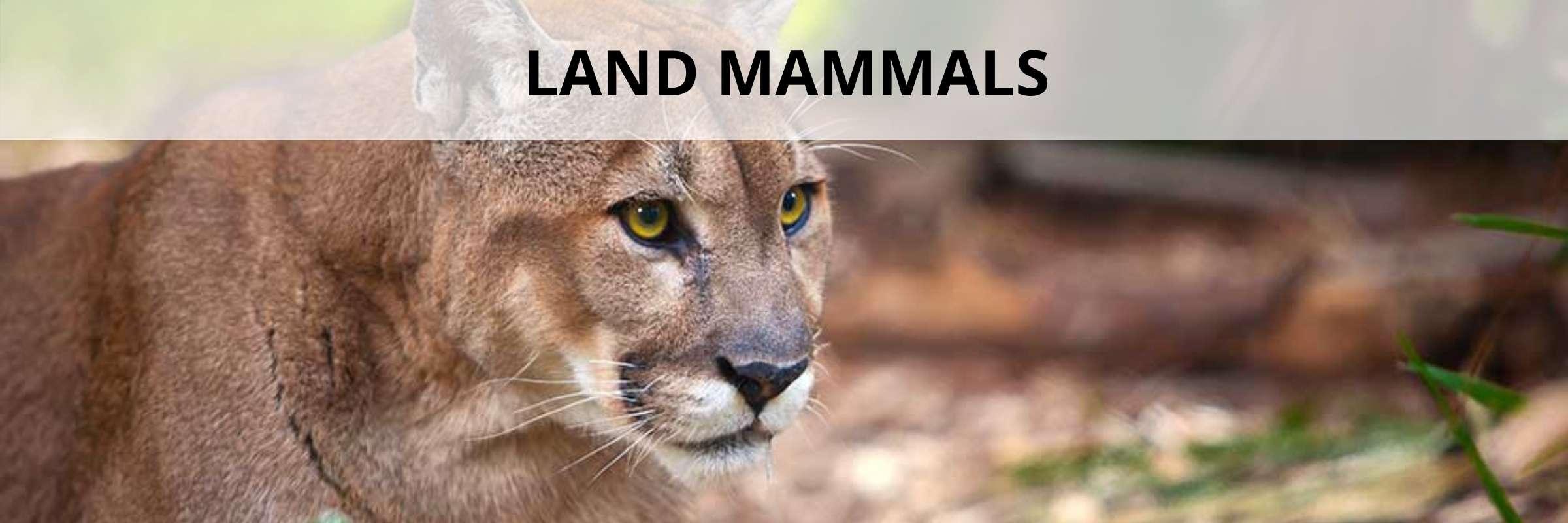Florida Land Mammals - Florida Smart