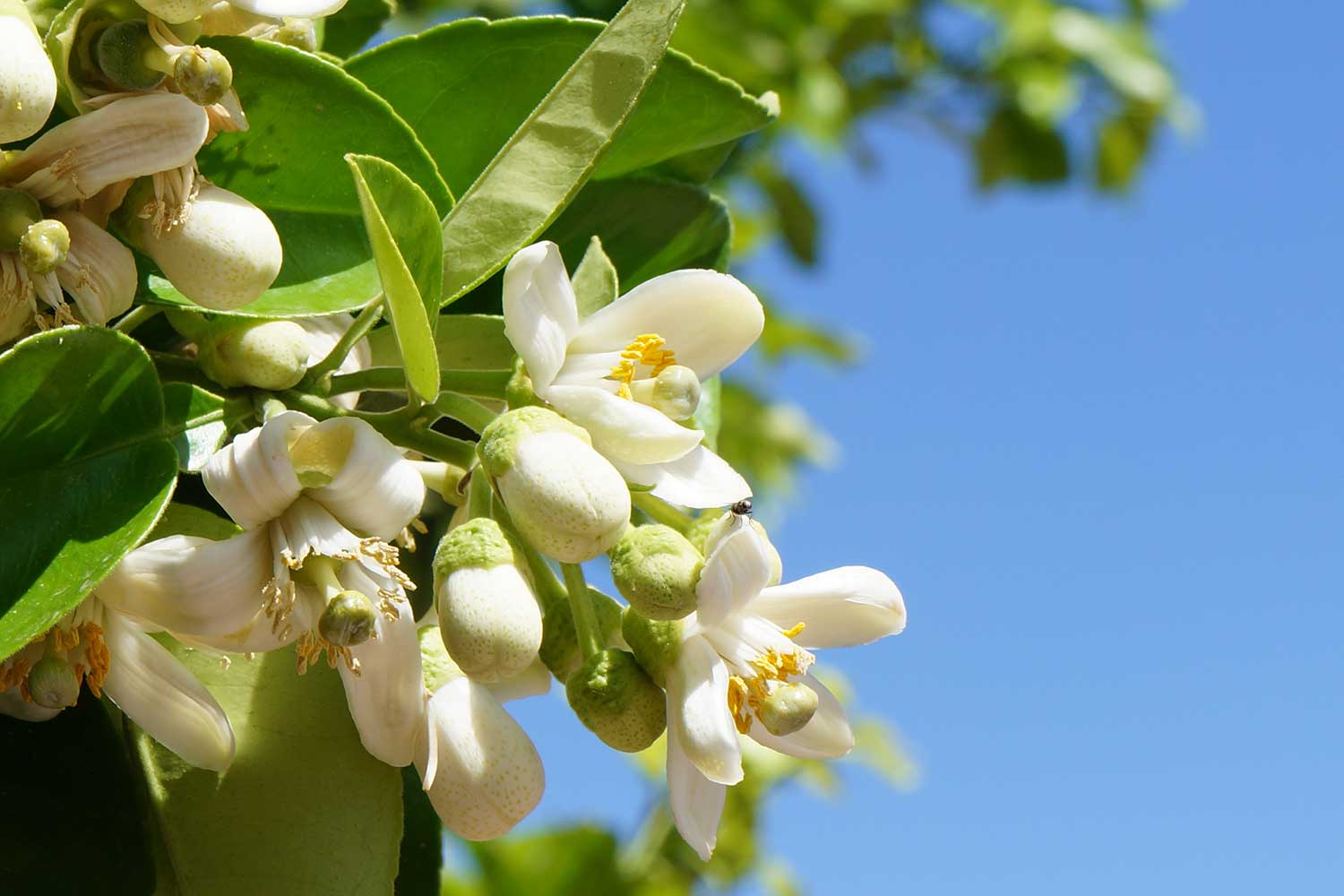 Celebrate Orange Blossom Day On June 27th Florida Smart