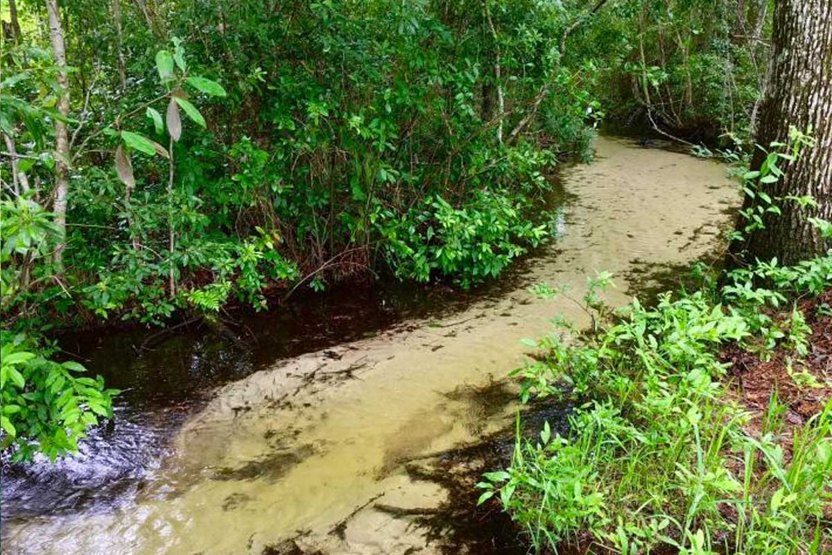 Mike Roess Gold Head Branch State Park Florida Smart