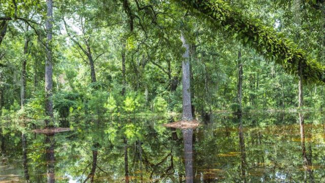 Florida Swamps Map Thumbnail
