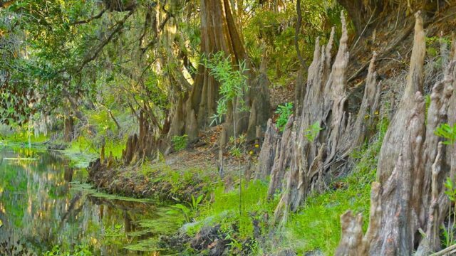 Florida Mangroves Ecoregion Florida Smart