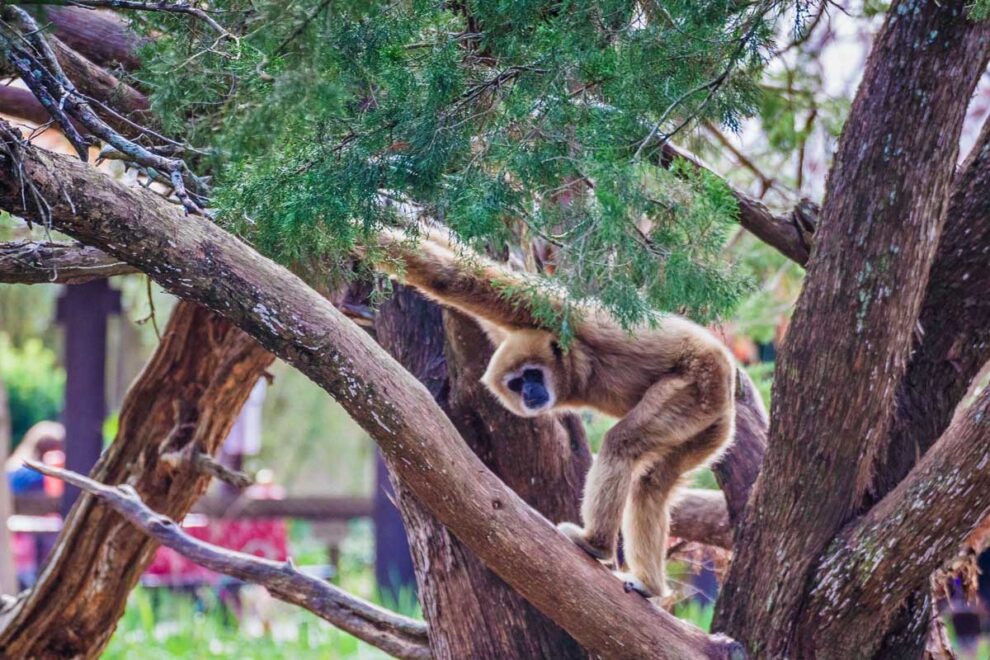 Gulf Breeze Zoo Florida Smart