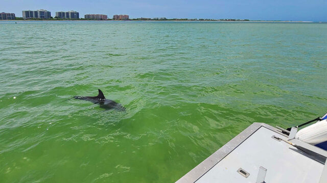 Hemingway Water Shuttle to Keewaydin should be on Every Shellers Bucket