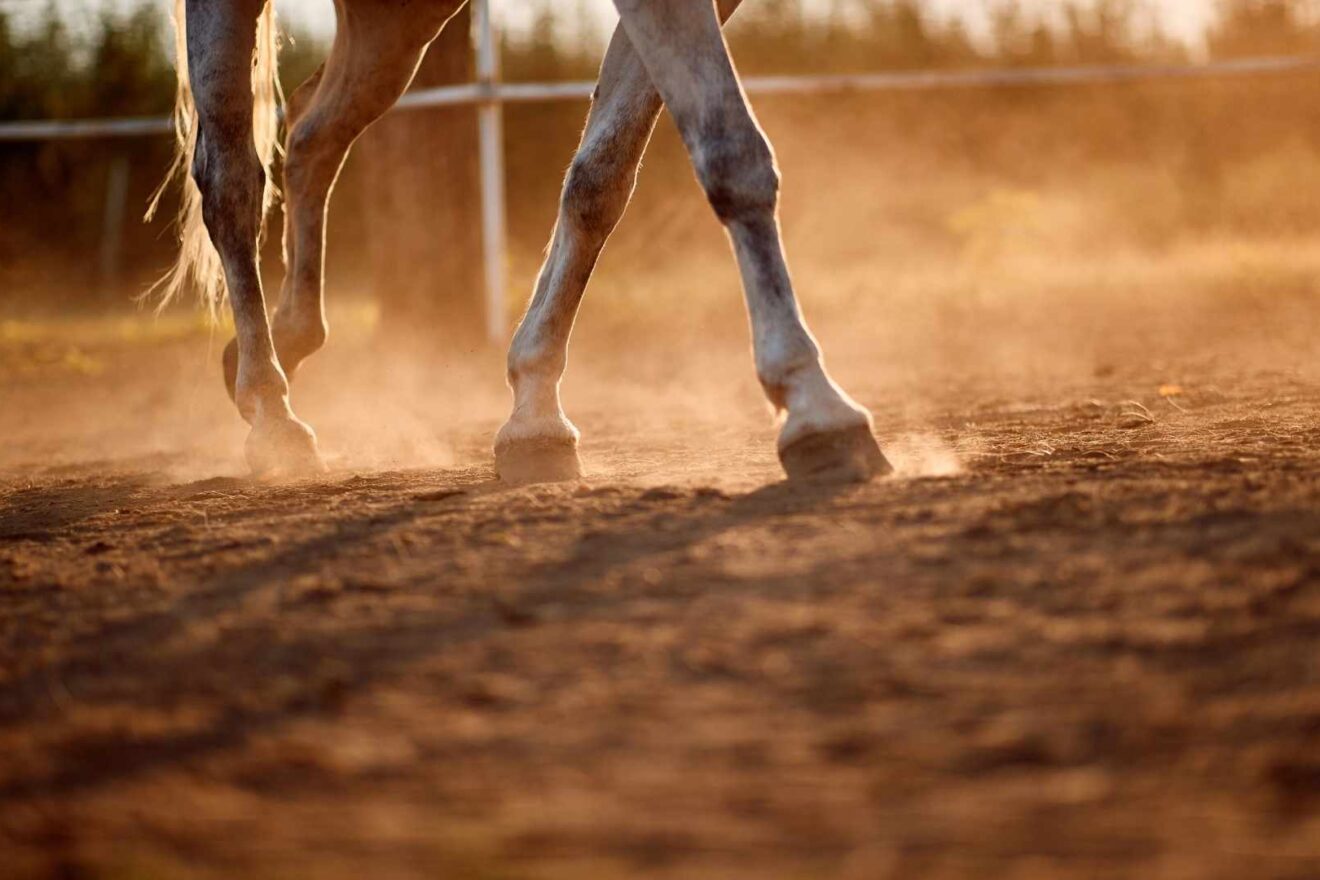 Florida Guide to Rodeos, Farming & Livestock Events Florida Smart