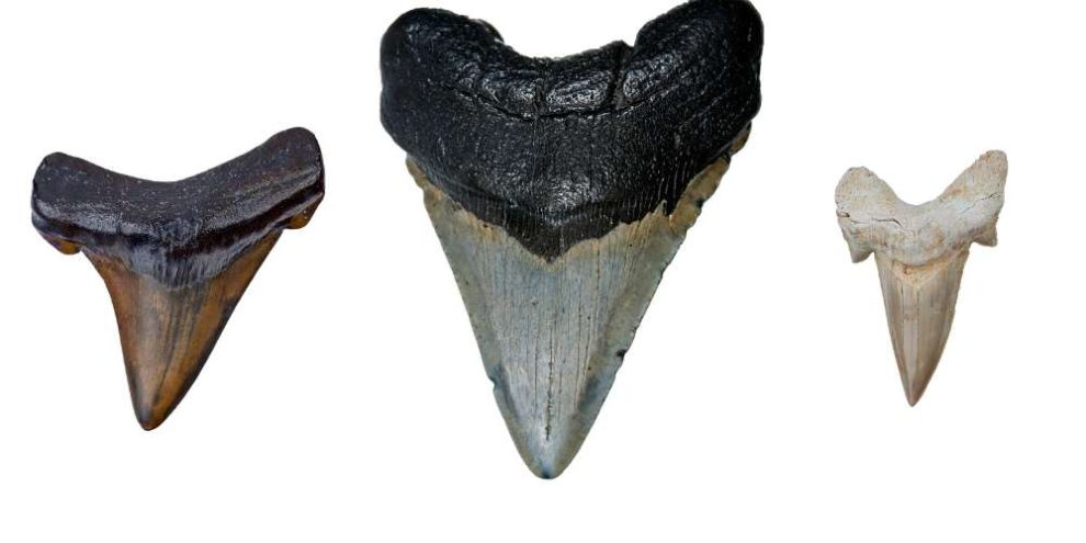 Shark Tooth Hunting Adventure in Venice Beach, Florida - Florida Smart