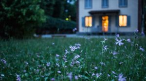 field of purple flower beside house