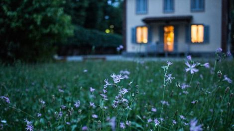 field of purple flower beside house