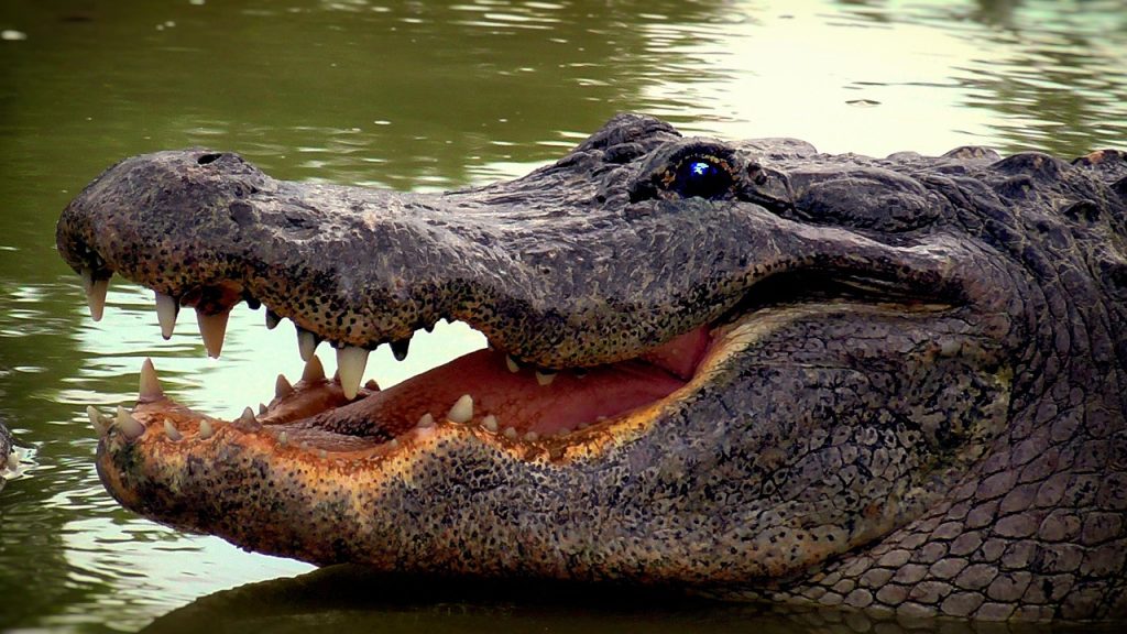 aligator, reptile, crocodile, everglades, florida, usa, animal farm, everglades, everglades, everglades, everglades, everglades