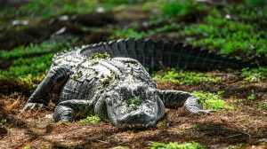 an alligator laying on the ground in the grass