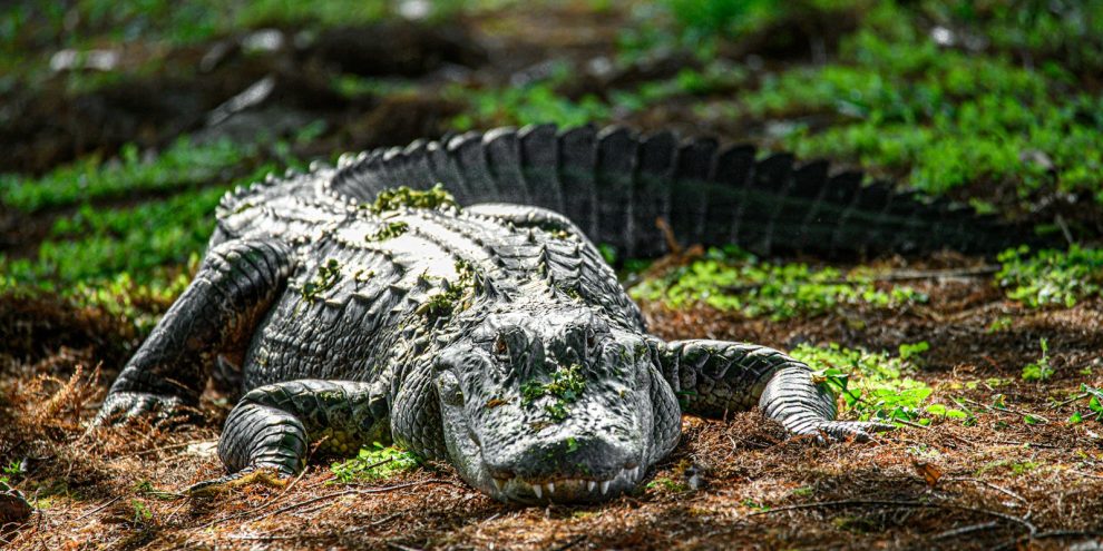 an alligator laying on the ground in the grass